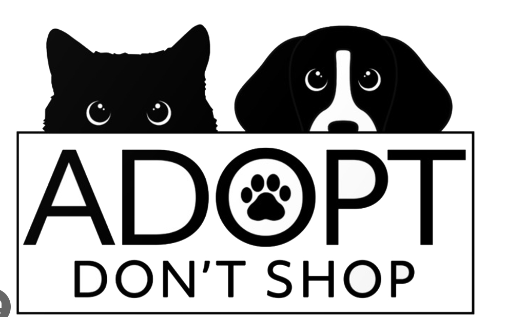 Adopt, Don’t Shop—Why Now Matters